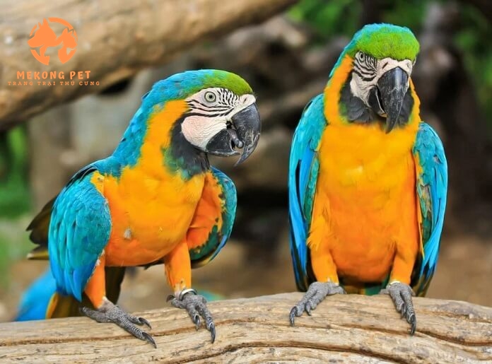 Mua Bán Vẹt Nam Mỹ: Hướng Dẫn Chi Tiết và Lưu Ý Quan Trọng